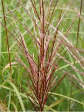 Miscanthus sinensis Emmanuel Lepage - Roseau de Chine