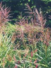 Miscanthus sinensis Ferner Osten - Eulalie - Roseau de Chine