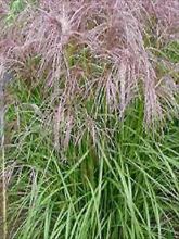 Miscanthus sinensis Flamingo - Eulalie - Roseau de Chine