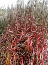 Miscanthus sinensis Ghana - Roseau de Chine