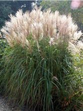 Miscanthus sinensis Graziella- Eulalie - Roseau de Chine