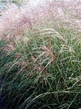 Miscanthus sinensis Grosse Fontäne - Eulalie