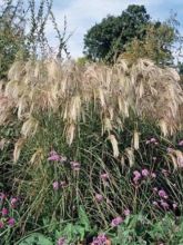 Miscanthus sinensis Kaskade - Roseau de Chine