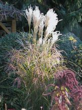 Miscanthus petite fontaine