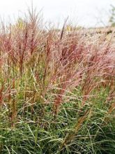 Miscanthus sinensis Krater - Eulalie, Roseau de Chine