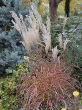 Miscanthus sinensis Little Miss - Roseau de Chine