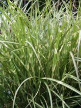 Miscanthus sinensis Little Zebra - Roseau de Chine panaché