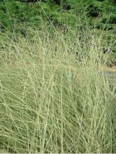 Miscanthus sinensis Morning Light - Eulalie, Roseau de Chine