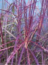 Miscanthus sinensis Purple Fall® - Eulalie, Roseau de Chine