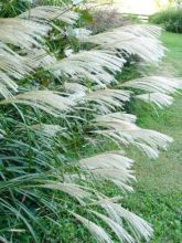 Miscanthus sinensis Roland - Eulalie - Roseau de Chine