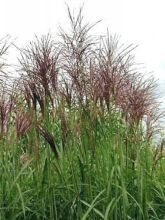 Miscanthus sinensis Rotsilber - Eulalie - Roseau de Chine