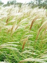 Miscanthus sinensis Sarabande - Eulalie, Roseau de Chine