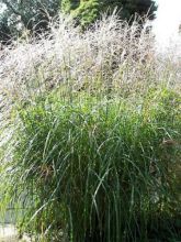 Miscanthus sinensis Sirene - Eulalie - Roseau de Chine