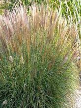 Miscanthus Sinensis Yaku-jima - Eulalie - Roseau de Chine