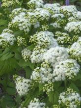 Eupatorium  hybride Lucky Melody - Eupatoire