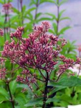 Eupatoire maculée 'Atropurpureum'