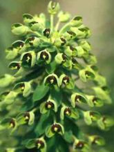 Euphorbe, Euphorbia characias Black Pearl