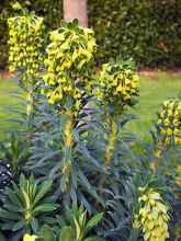 Euphorbe, Euphorbia characias Blue Wonder