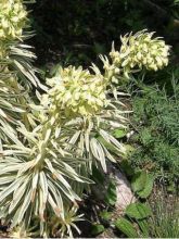 Euphorbe - Euphorbia chara. Emmer Green