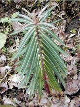 Euphorbia lathyris - Euphorbe des Jardins