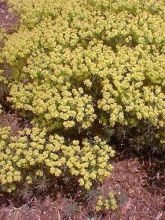 Euphorbe petit-cyprès 'Fen's Ruby'