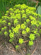 Euphorbia cyparissias Orange Man - Euphorbe petit-cyprès