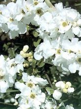 Exochorda x macrantha 'The Bride'