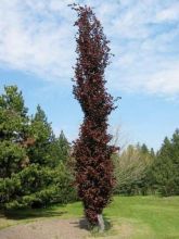 Fagus sylvatica 'Dawyck Purple'