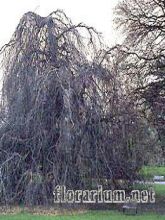 Hêtre pleureur - Fagus sylvatica Pendula