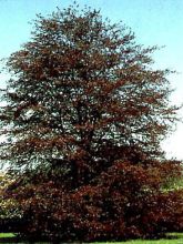 Fagus sylvatica 'Purpurea'