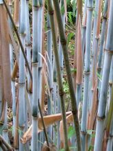 Fargesia papyrifera Blue Dragon® - Bambou non traçant