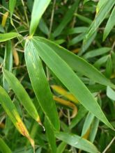 Fargesia robusta Pingwu - Bambou non traçant