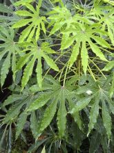 Fatsia de Taiwan 'Green Fingers'