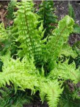 Dryopteris affinis Crispa - Fausse Fougère mâle naine