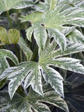 Faux aralia 'Spider's Web'