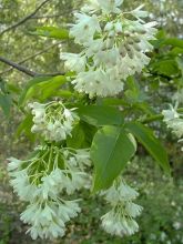 Staphylea colchica - Faux pistachier