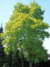 Févier d'Amèrique doré - Gleditsia triacanthos Sunburst