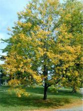 Gleditsia triacanthos Skyline - Févier d'Amérique