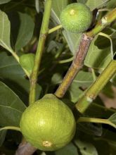 Figuier Jannot - Ficus carica 