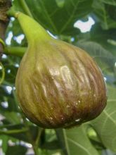 Figuier Nazareth - Ficus carica