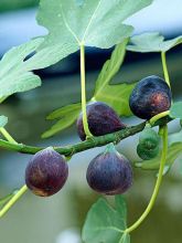 Figuier Noire de Bellone - Ficus carica