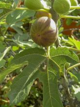 Figuier - Ficus carica Osborn's Prolific