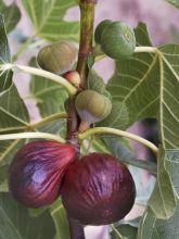 Figuier Violette Dauphine - Ficus carica