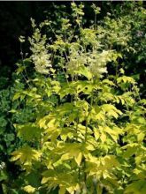 Filipendula ulmaria 'Aurea'