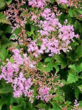 Filipendula Kahome, Reine des Près