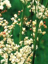 Filipendula vulgaris 'Plena'