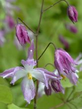 Epimedium grandiflorum Beni-kujaku - Fleur des Elfes