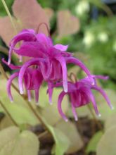 Epimedium grandiflorum Red Beauty - Fleur des Elfes