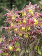 Fleur des Elfes - Epimedium  x versicolor Cupreum