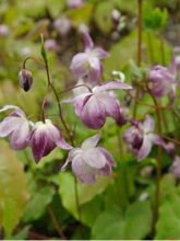 Epimedium youngianum Merlin, Fleur des elfes